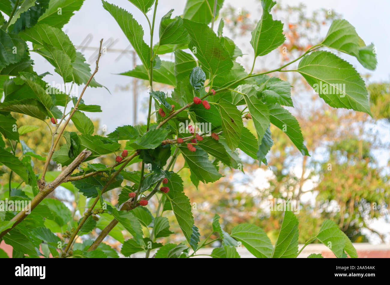 Branches With Mulberry Fruits Stock Photo