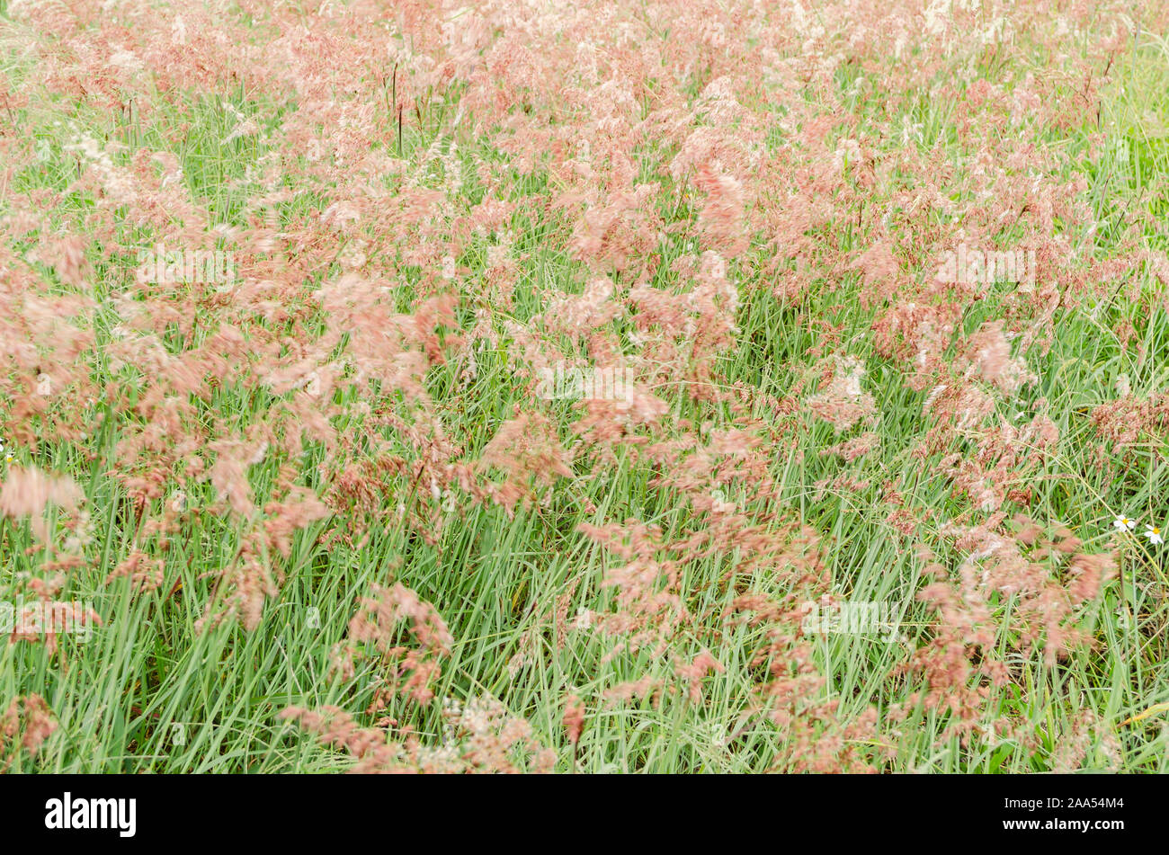 Blooming Grass Texture Stock Photo