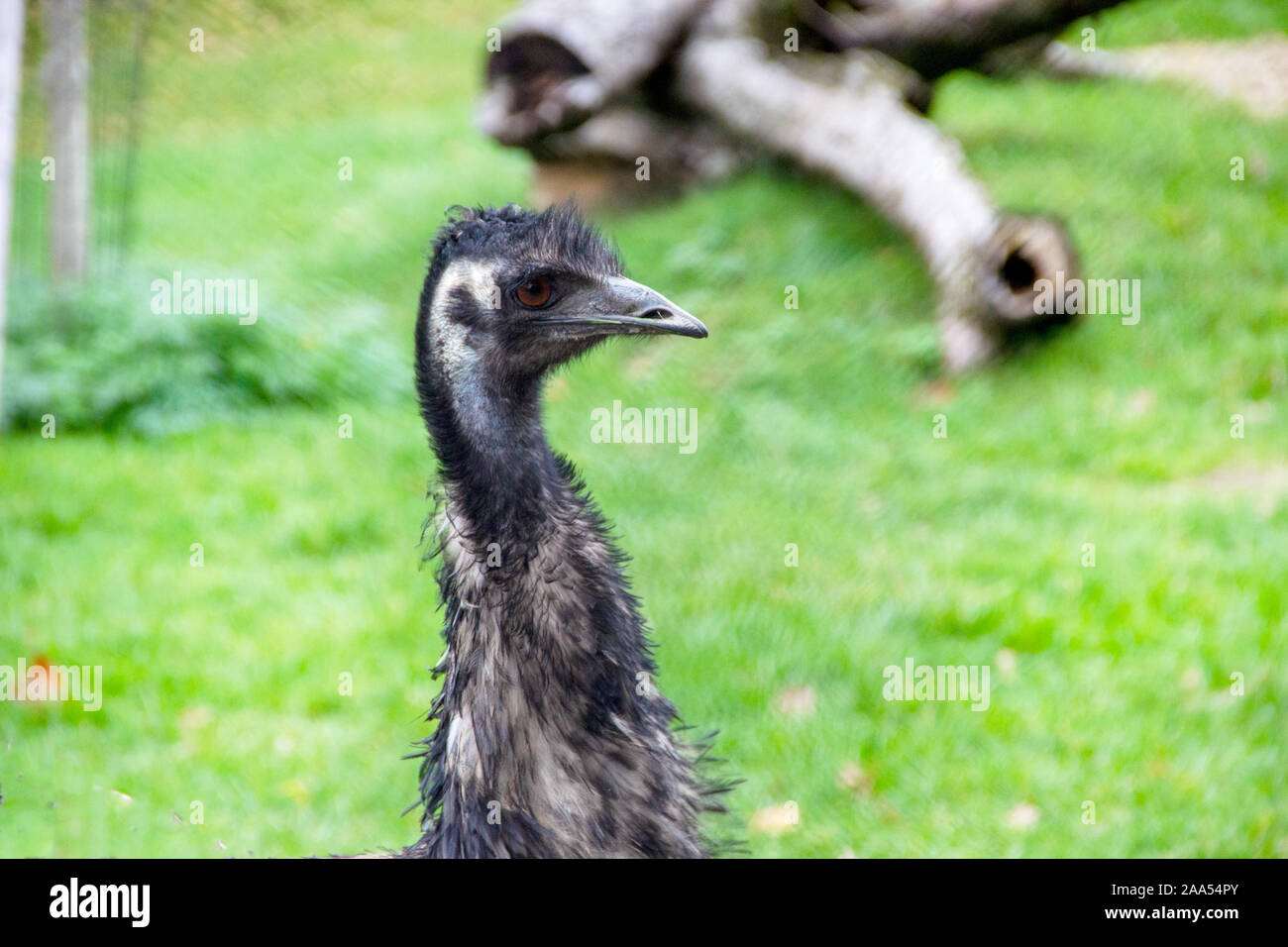 a view from an Emu, Dromaiidae, Dromaius, from the family and genus of flightless ratites from Australia Stock Photo