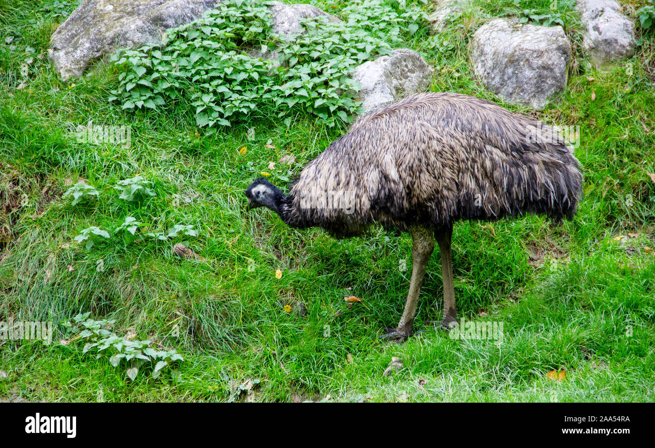 a view from an Emu, Dromaiidae, Dromaius, from the family and genus of flightless ratites from Australia Stock Photo