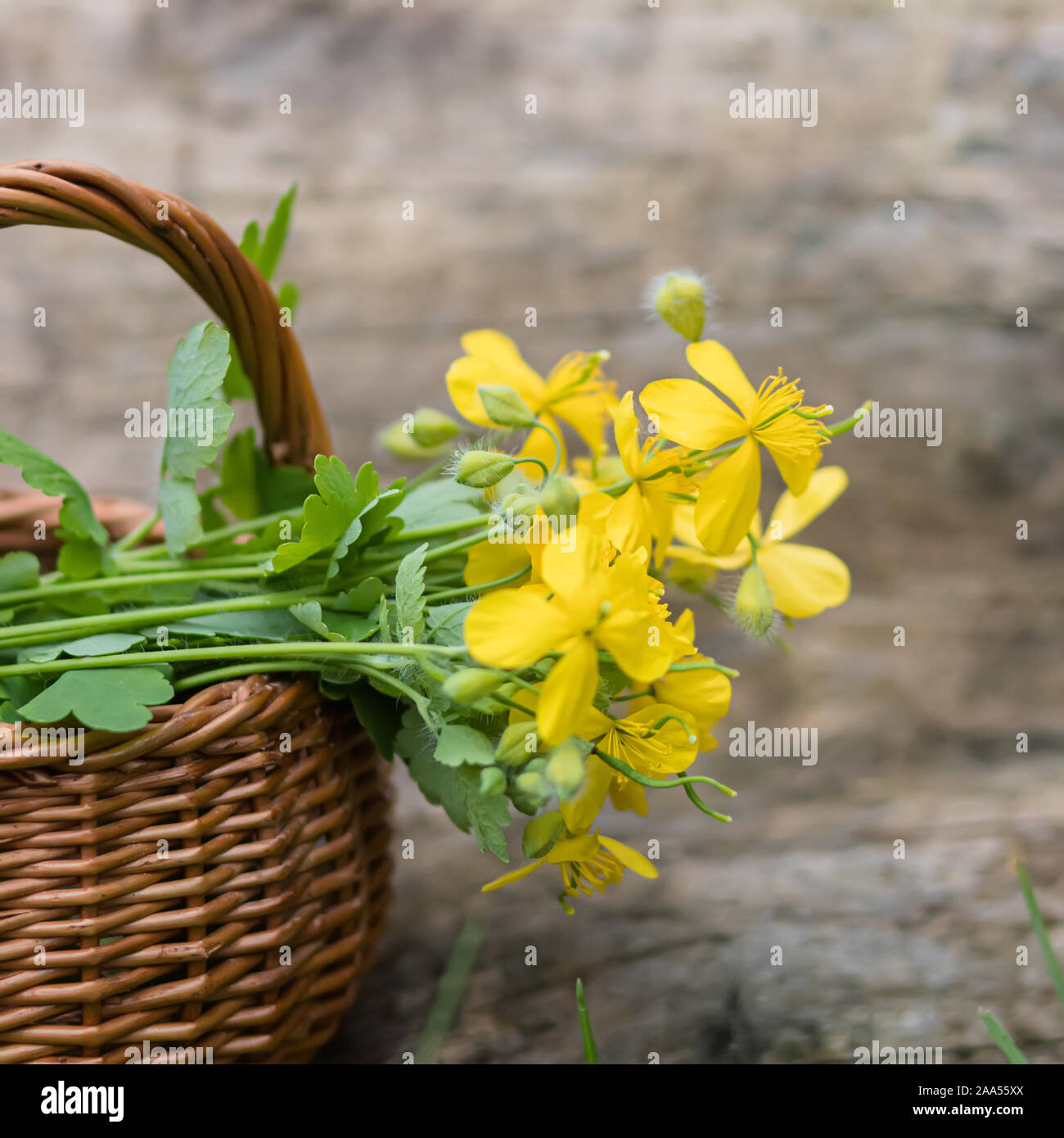 Chelidonium majus, greater celandine, nipplewort, swallowwort or tetterwort yellow flowers in wicker basket from vine. Collection of medicinal plants Stock Photo