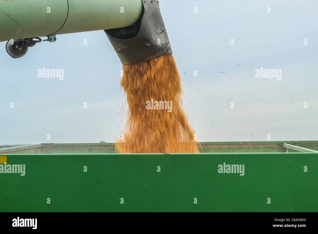 Combine unloading a load of grain into a wagon during harvest in Central Illinois Stock Photo