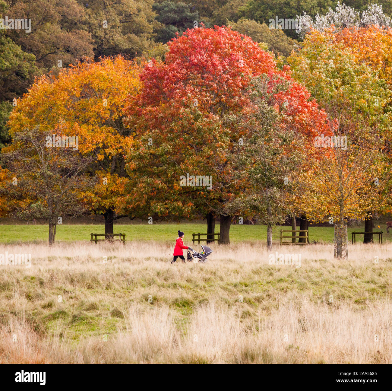 Woman in red coat and hat pushing pushchair enjoying a Autumn day out walking  in the National trust  Tatton Park parkland Knutsford Cheshire Stock Photo