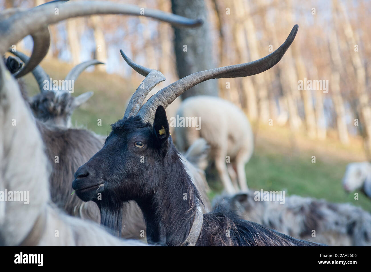 goats grazing in the mountains Stock Photo