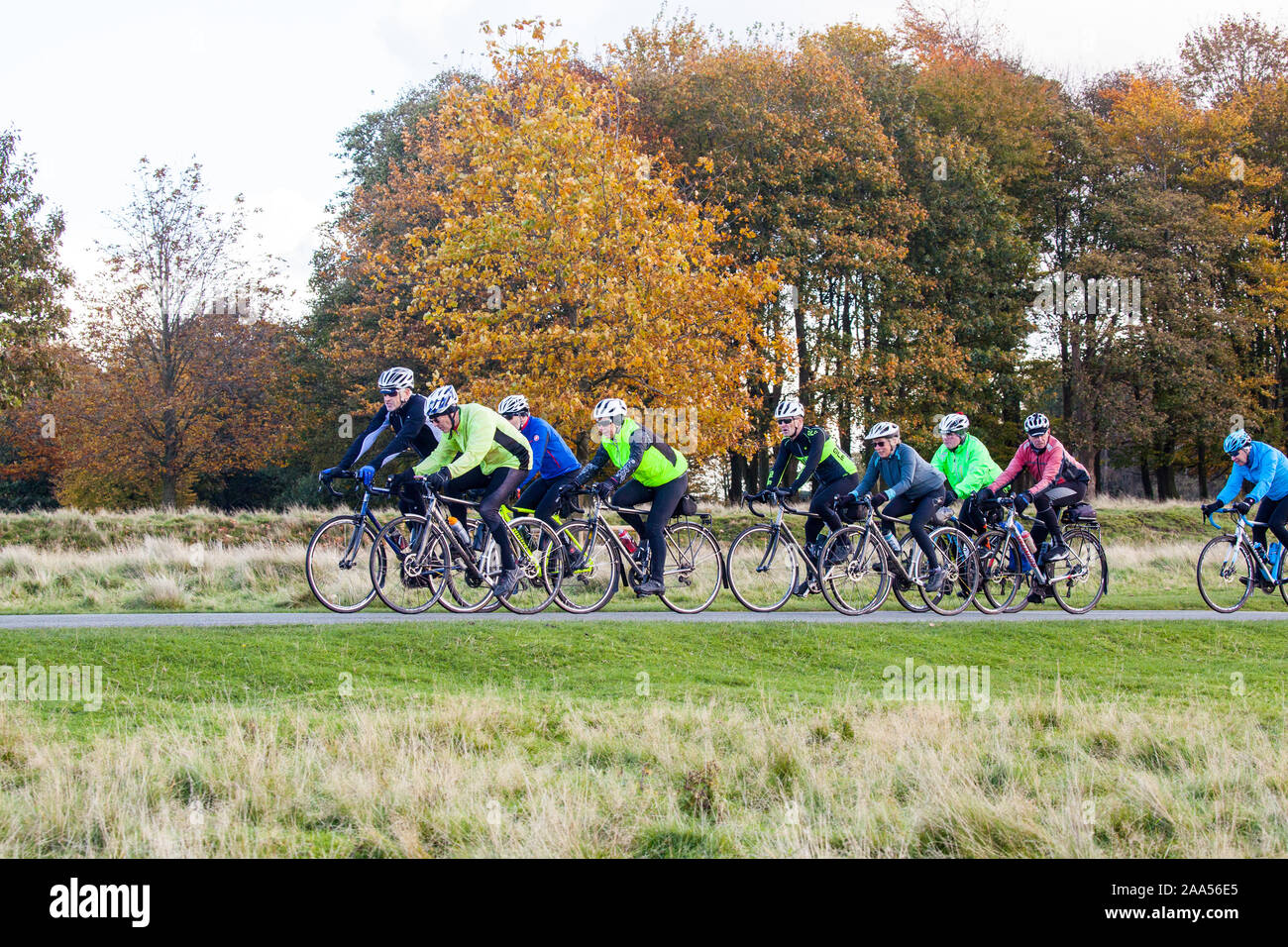Cycling club riding  in the National trust  Tatton Park parkland Knutsford Cheshire England during Autumn Stock Photo