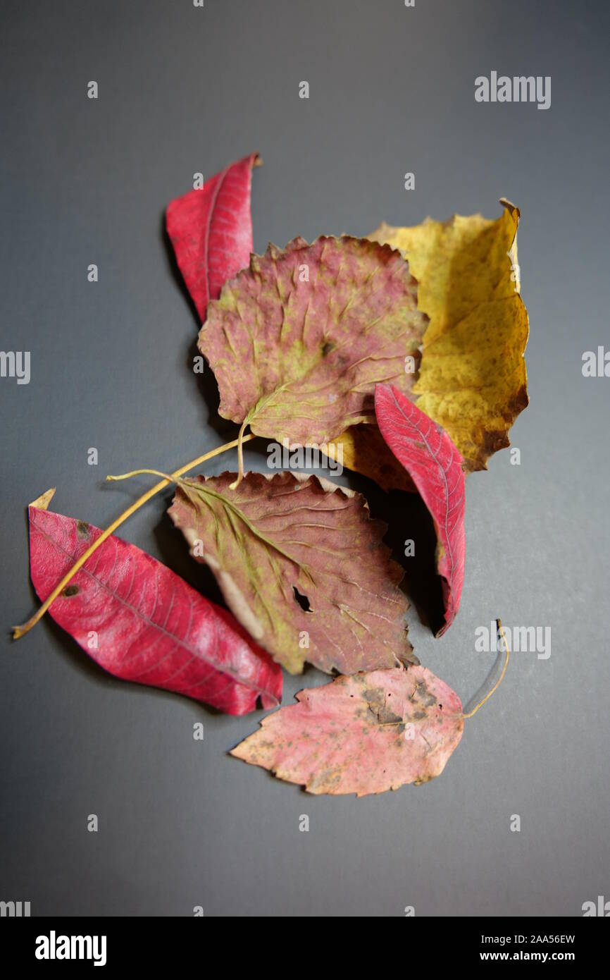 Various Colorful Autumn Leaves on a Black Background Stock Photo