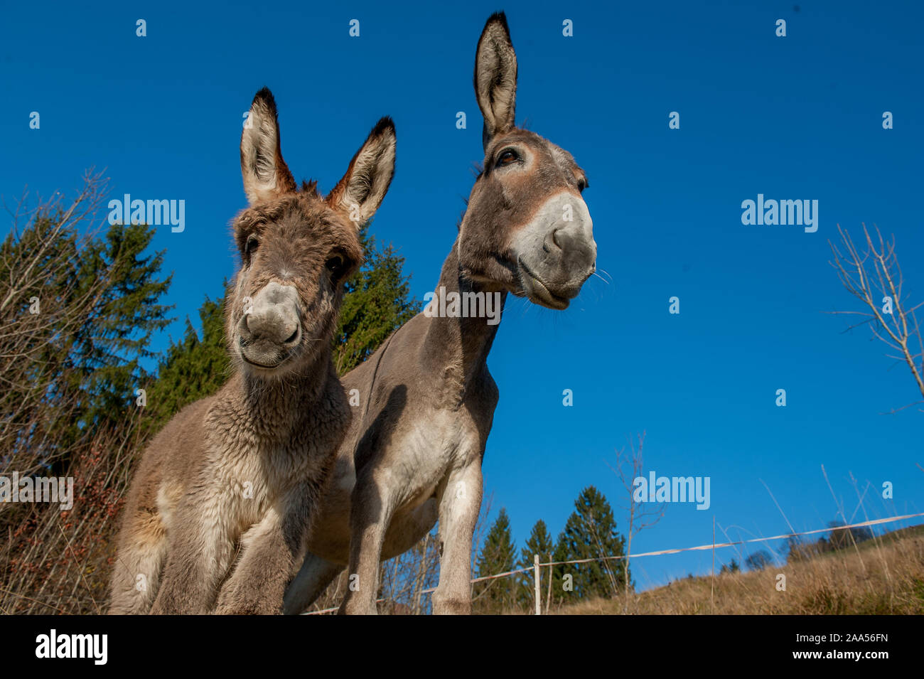 donkeys grazing in freedoma,s,d,f Stock Photo