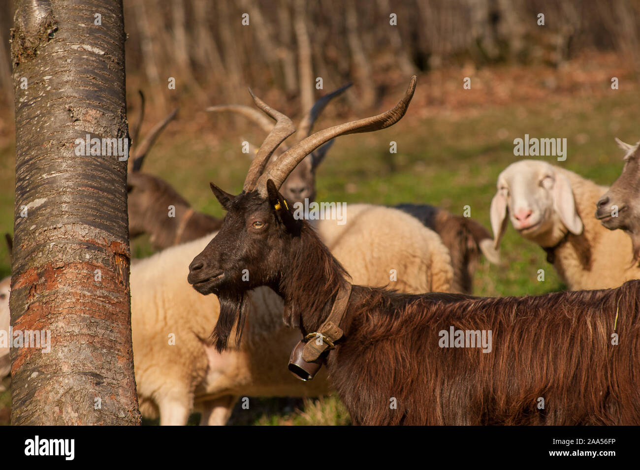 goats grazing in the mountains Stock Photo