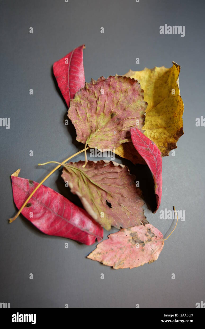 Various Colorful Autumn Leaves on a Black Background Stock Photo