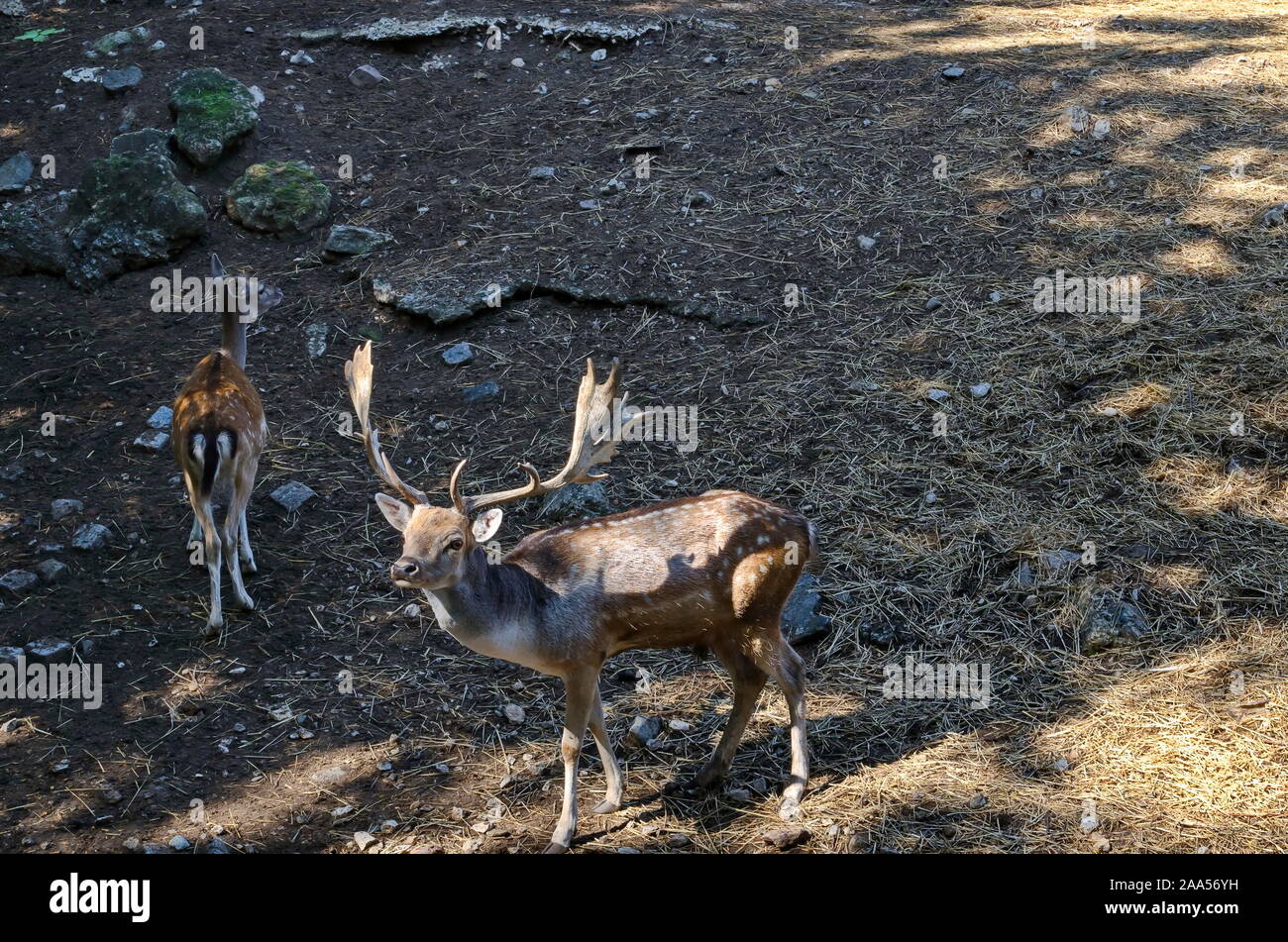 Bellow majestic powerful adult Fallow Deer, Dama dama and female roe deer  relax in the open air, Sofia, Bulgaria Stock Photo