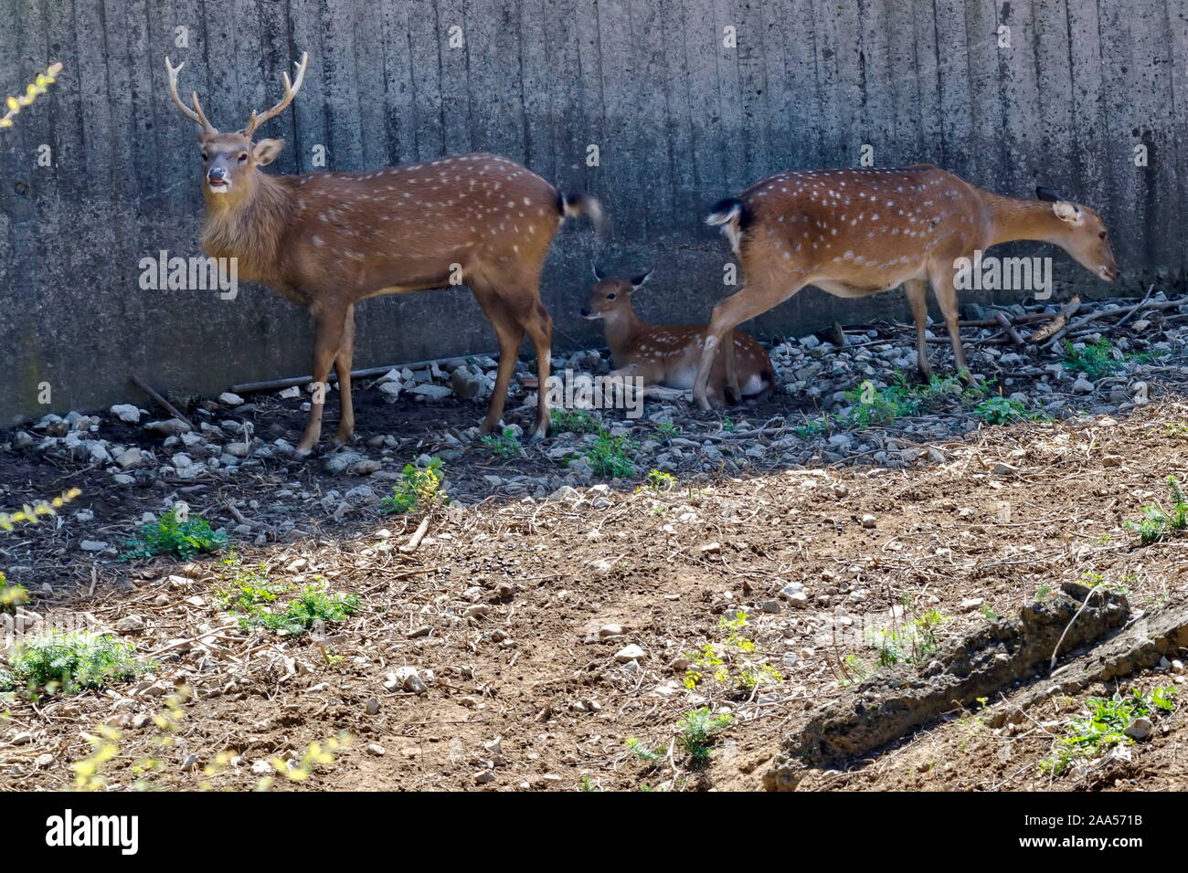 Bellow majestic powerful adult Fallow Deer, Dama dama, female roe deer and young roe  relax in the open air, Sofia, Bulgaria Stock Photo
