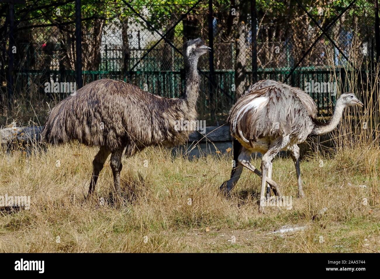 Emu ostriches hi-res stock photography and images - Alamy