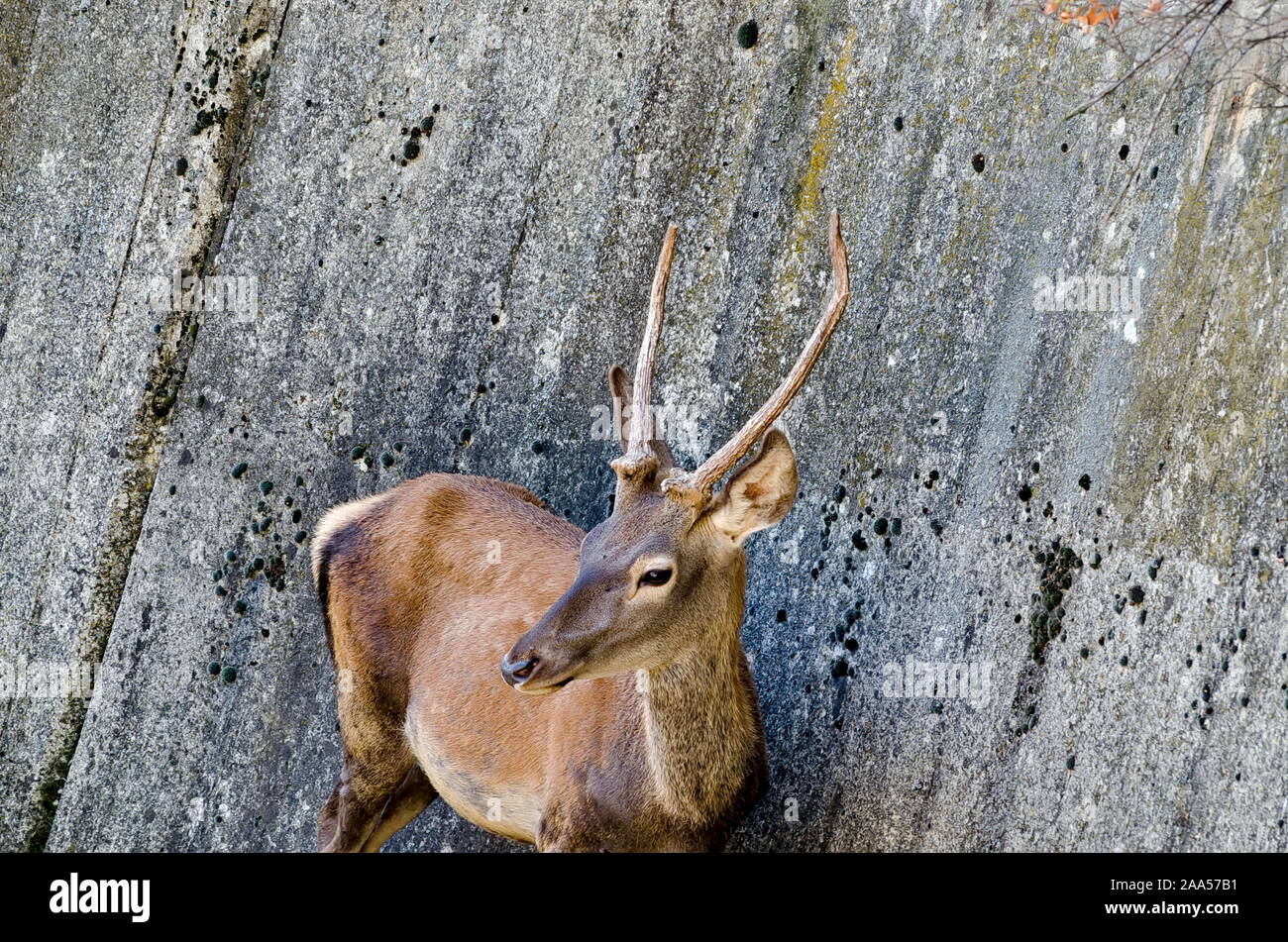 Vertical close-up of red male deer with new small antlers, stag standing to a steep wall, Sofia, Bulgaria Stock Photo