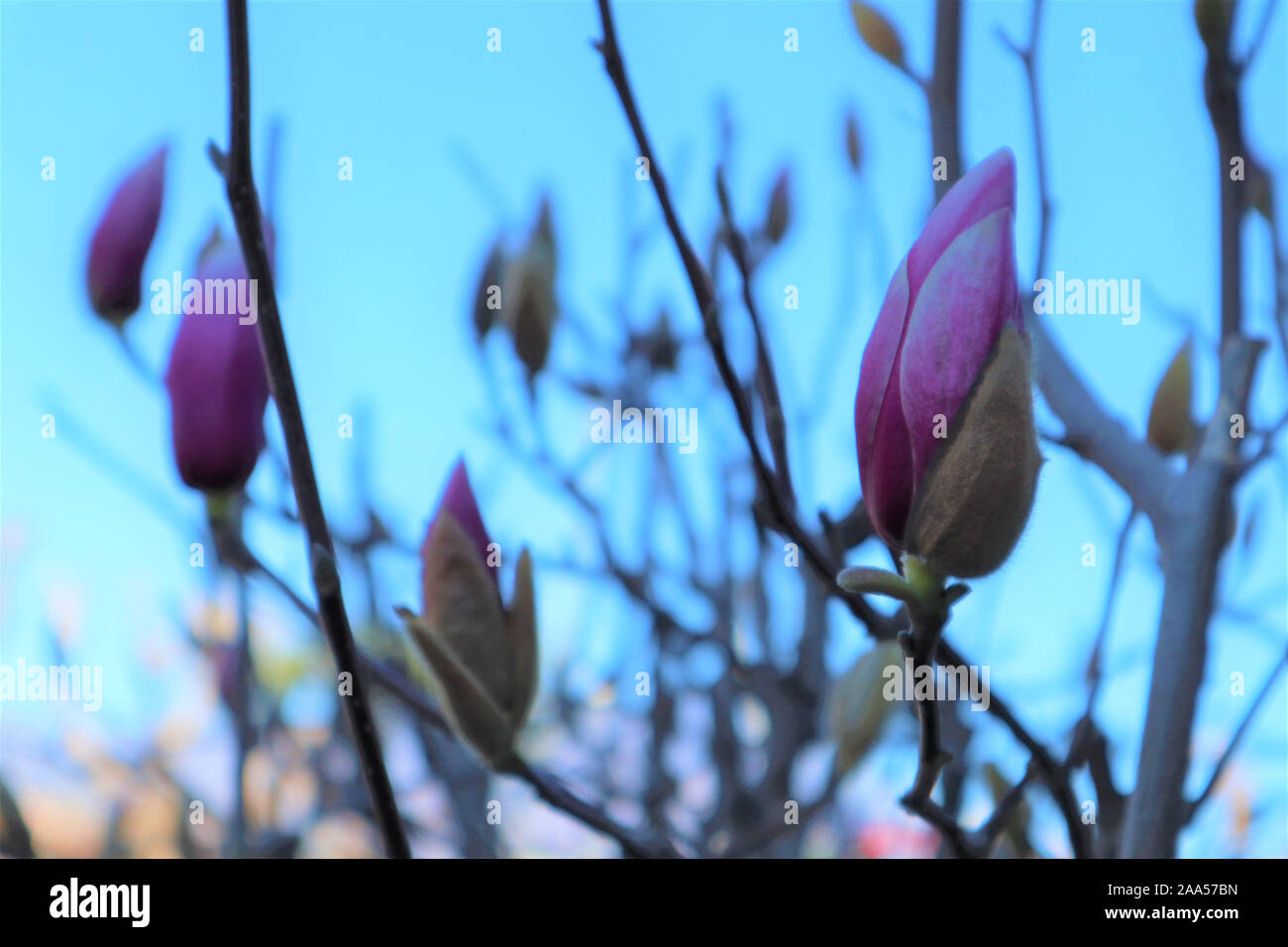 Pink Magnolia buds in spring, blue sky background Stock Photo - Alamy