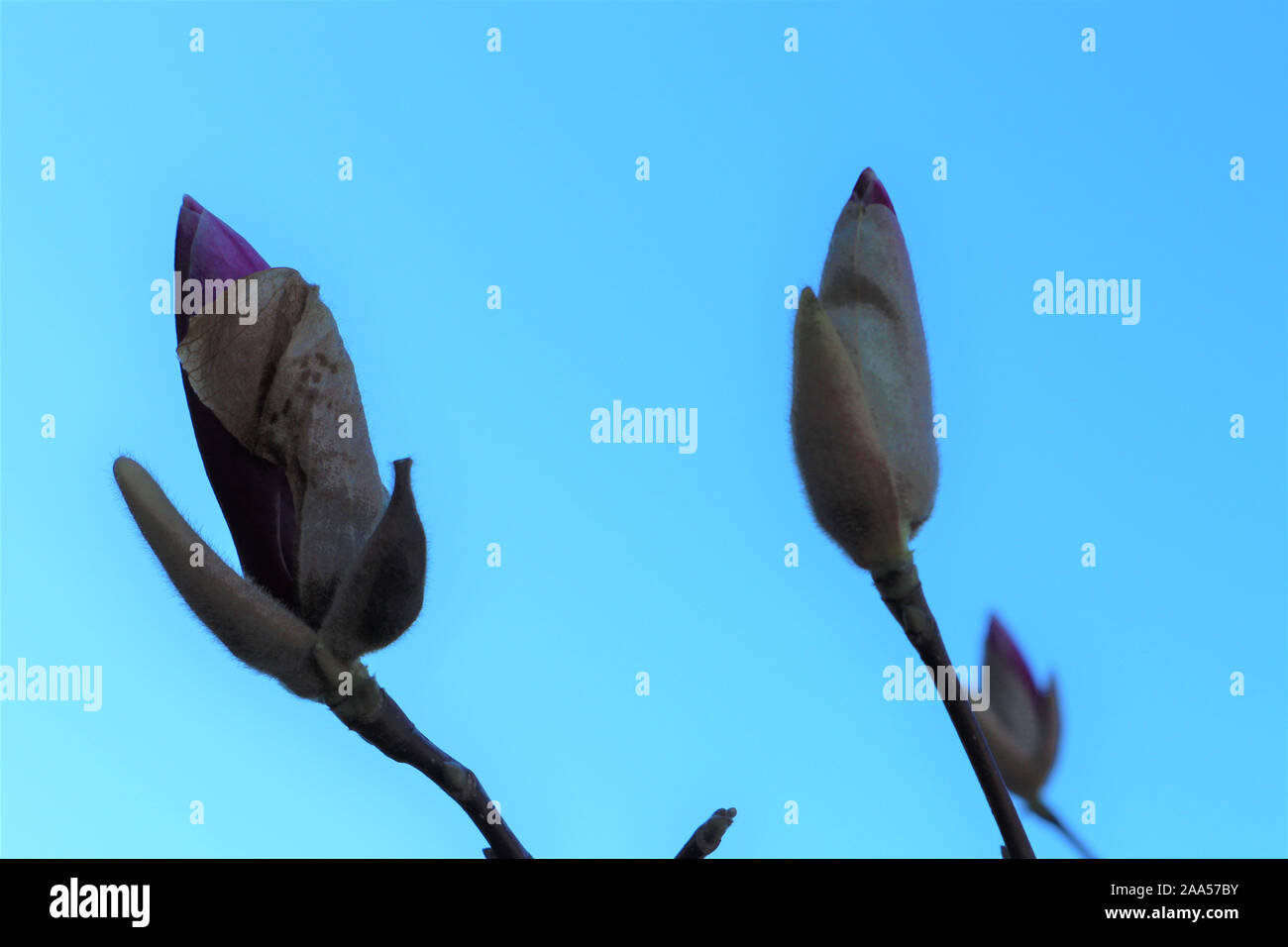 Pink Magnolia buds in spring, blue sky background Stock Photo - Alamy
