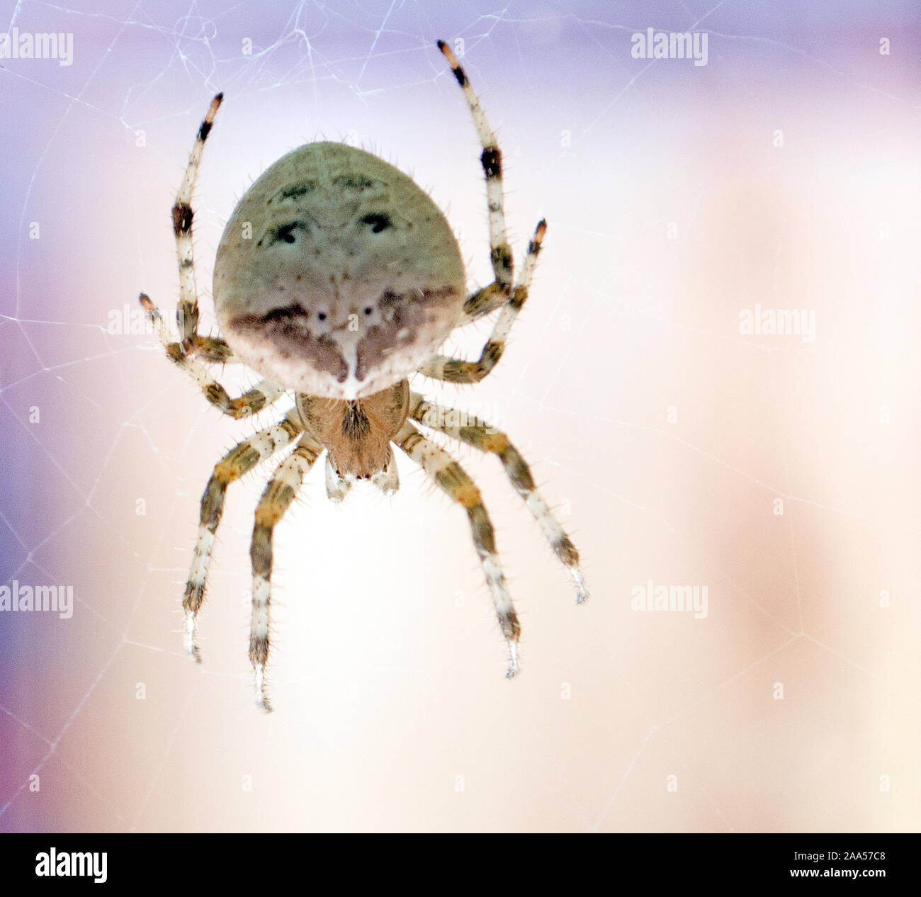 Cat Face Spider Spinning a Web Stock Photo