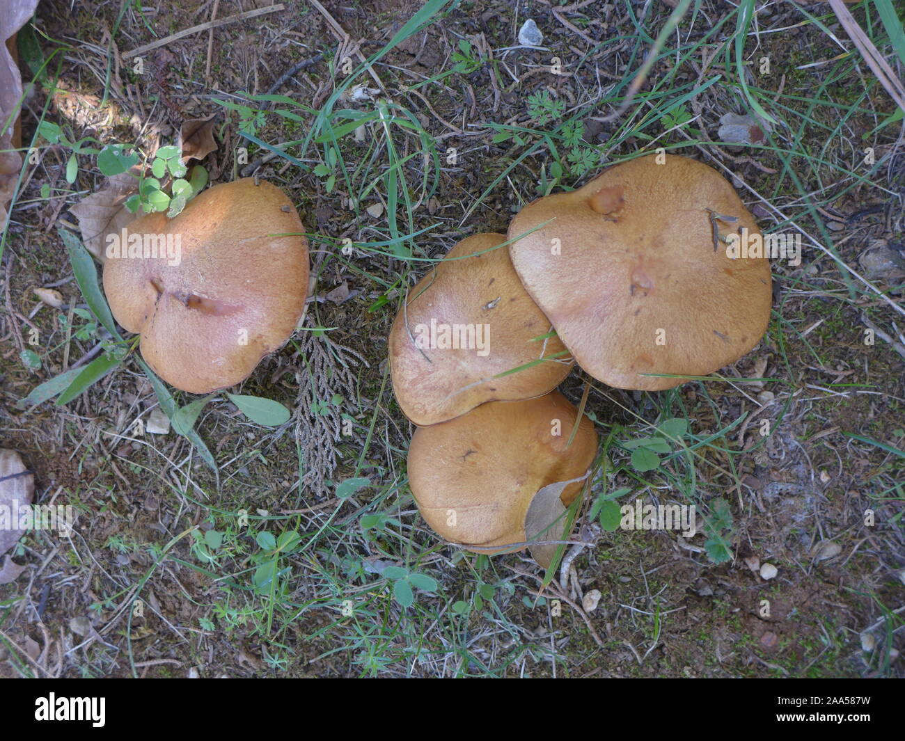 mushrooms in the woods of Chalkidiki, Greece Stock Photo