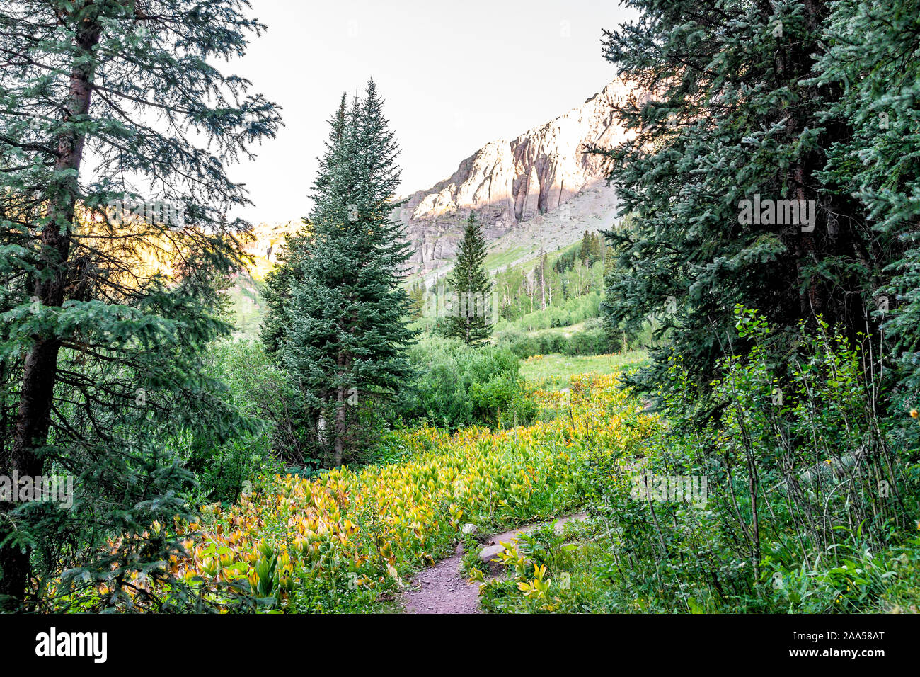 Coniferous trees on trail path to Ice lake in Silverton, Colorado in August 2019 summer morning sunrise green valley and false hellebore plants Stock Photo