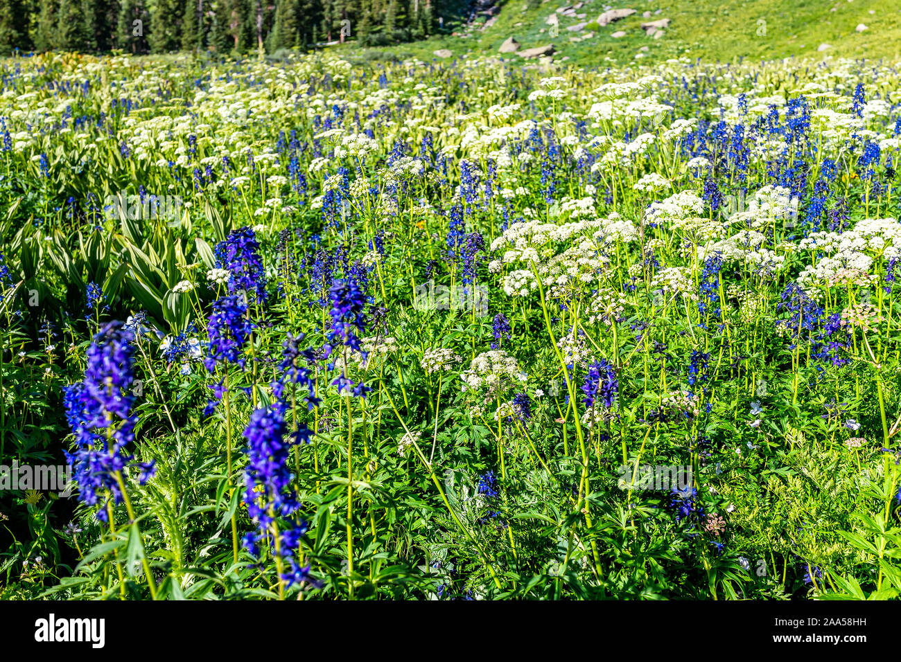 White yarrow and blue delphinium nuttallianum larkspur flowers on meadow field on trail to Ice lake near Silverton, Colorado in August 2019 summer Stock Photo