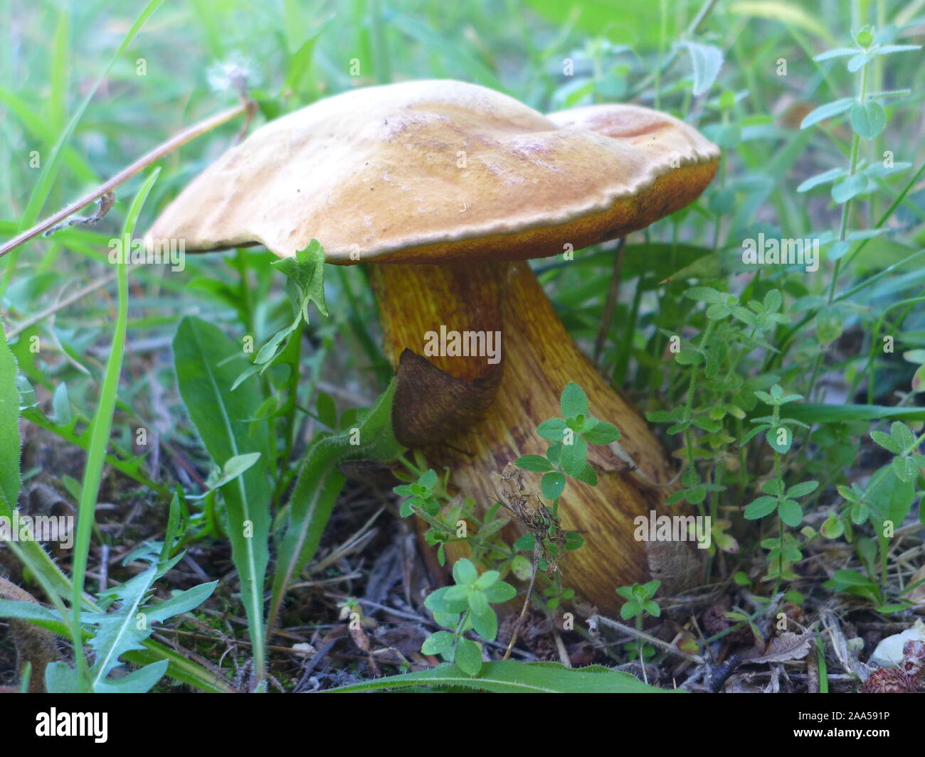 mushrooms in the woods of Chalkidiki, Greece Stock Photo