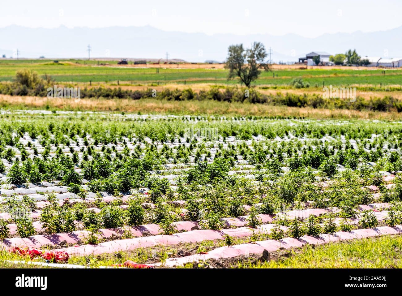 Rows of green medicinal hemp plants and water irrigation system growing