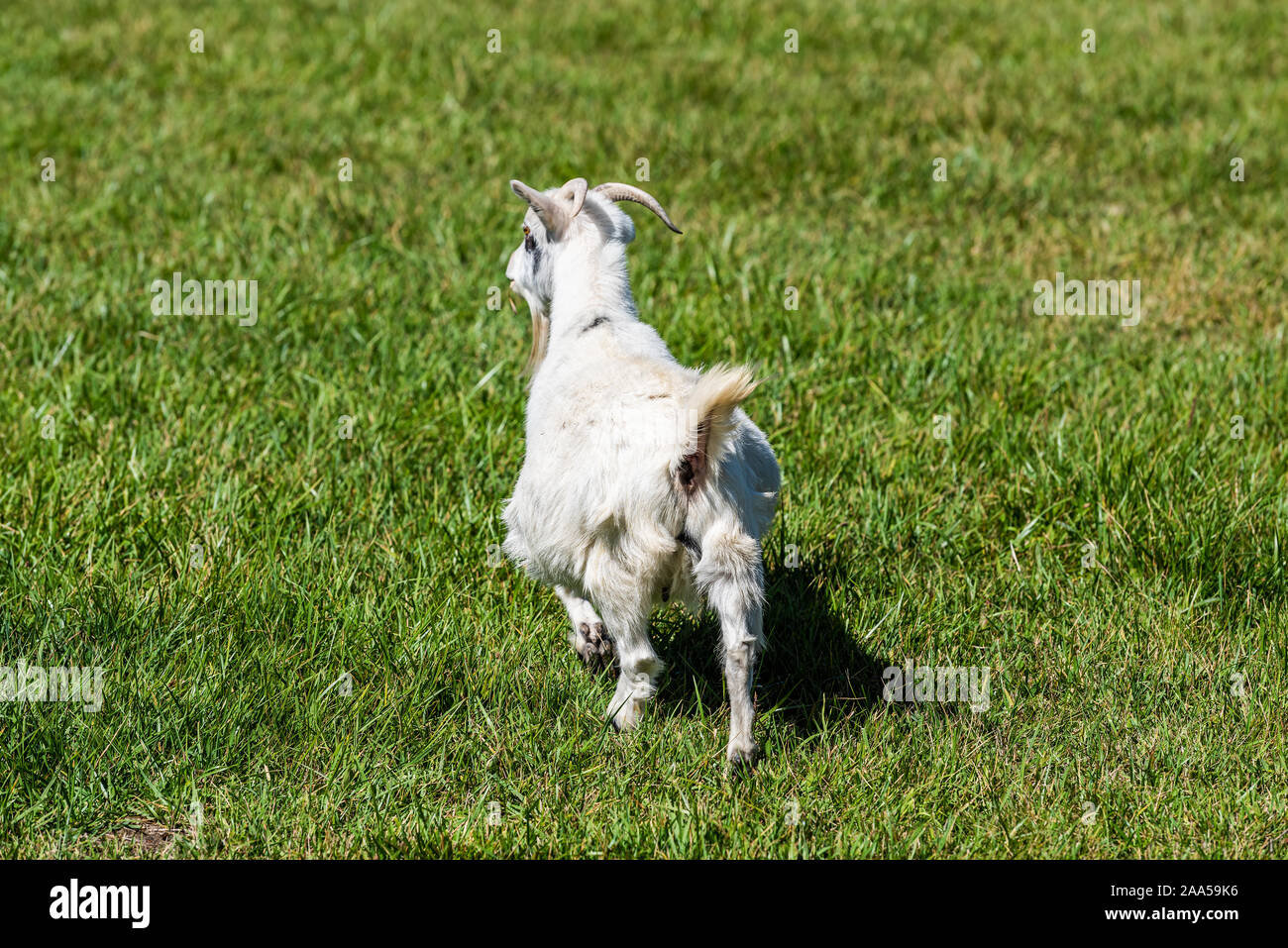 Small white goat running back on green grass in Montrose or Delta, Colorado summer cute adorable farm animal closeup Stock Photo