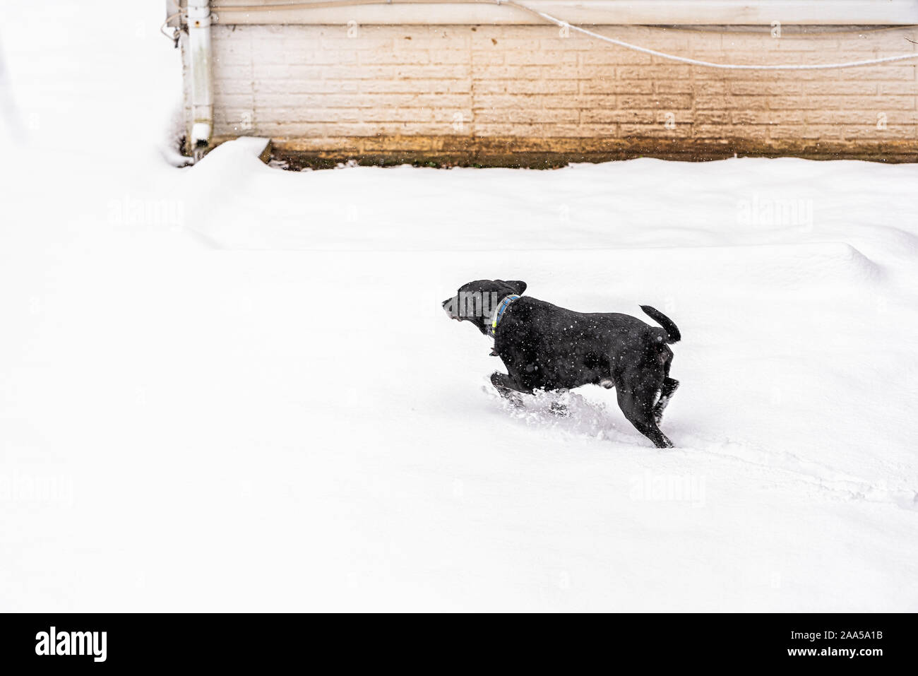 Black labrador dog running in winter snow by house backyard high angle view of pet animal with collar in action motion Stock Photo