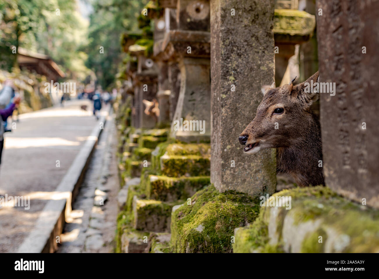 Head of a Sika deer between 2 stone monuments, taken in a sunny spring afternoon in Nara Park, Japan Stock Photo