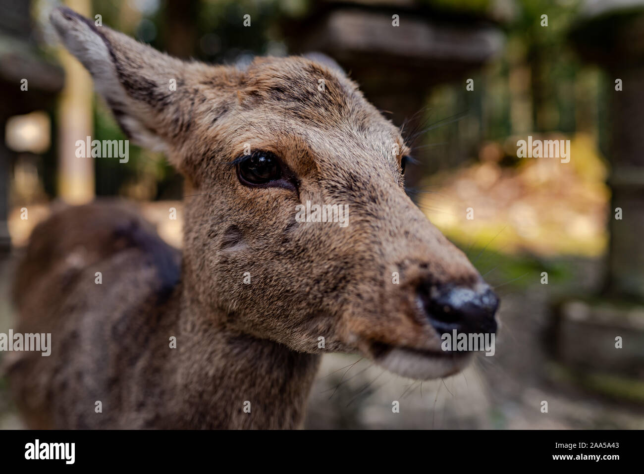 Close-up picture of a Sika deer taken in a sunny spring afternoon in Nara Park, Japan Stock Photo