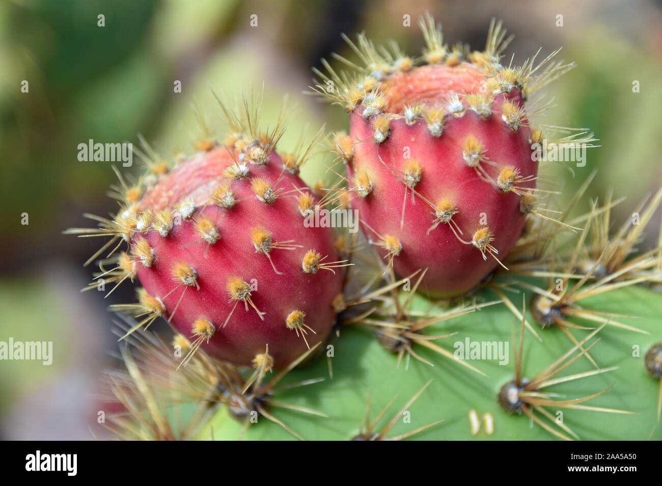 Close up of pink Opuntia Monacantha fruit on cactus Stock Photo