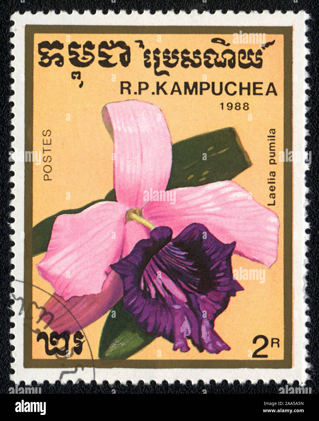 A stamp printed in Kampuchea shows flower orchid Dwarf Sophronitis or Laelia Pumila, 1988 Stock Photo