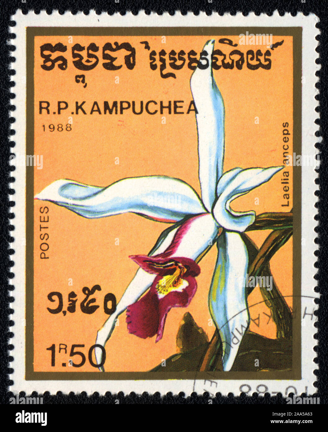 A stamp printed in Kampuchea shows white flower orchid  Laelia Anceps , 1988 Stock Photo