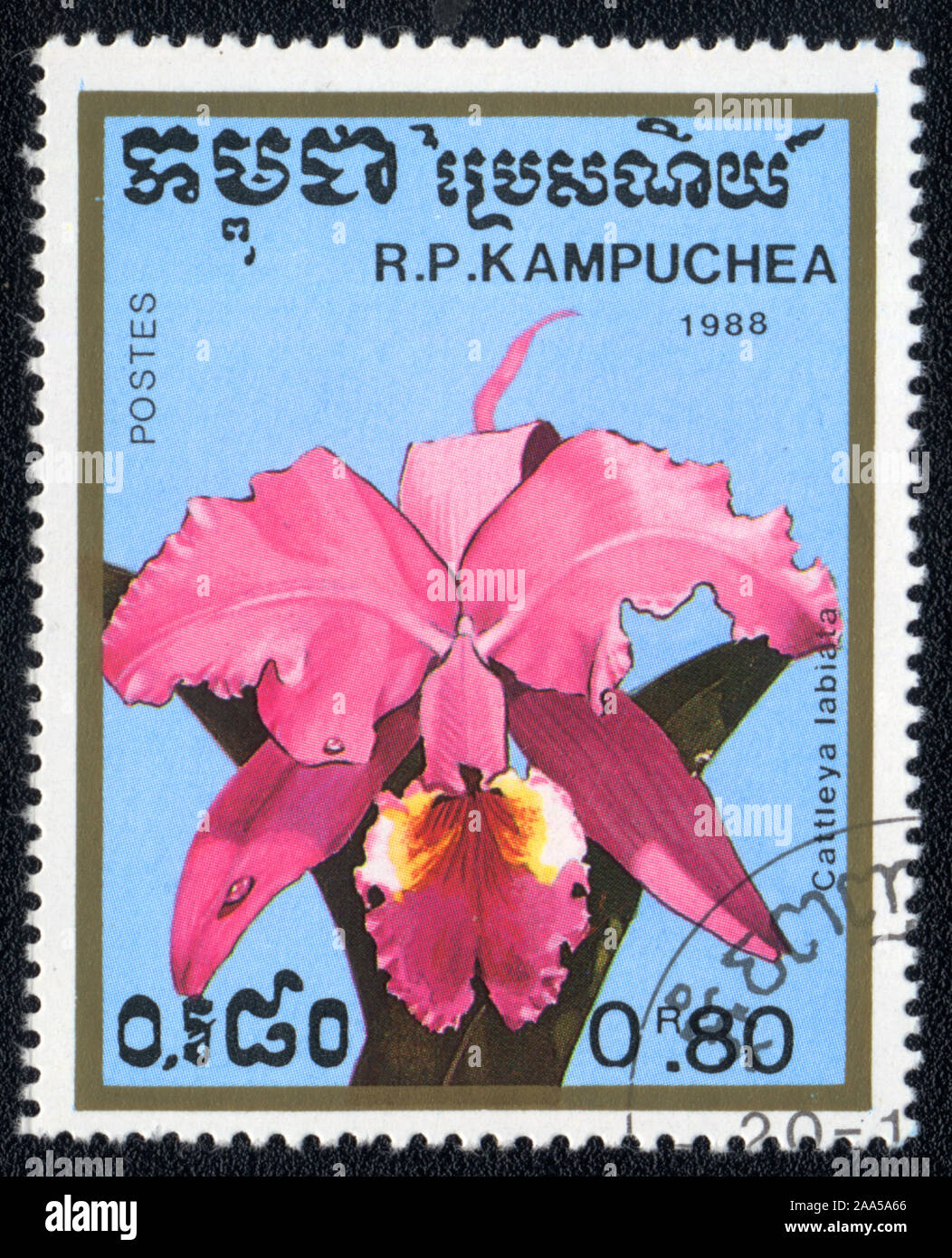 A stamp printed in Kampuchea shows flowers orchid Ruby-lipped Cattleya labiata,  1988 Stock Photo