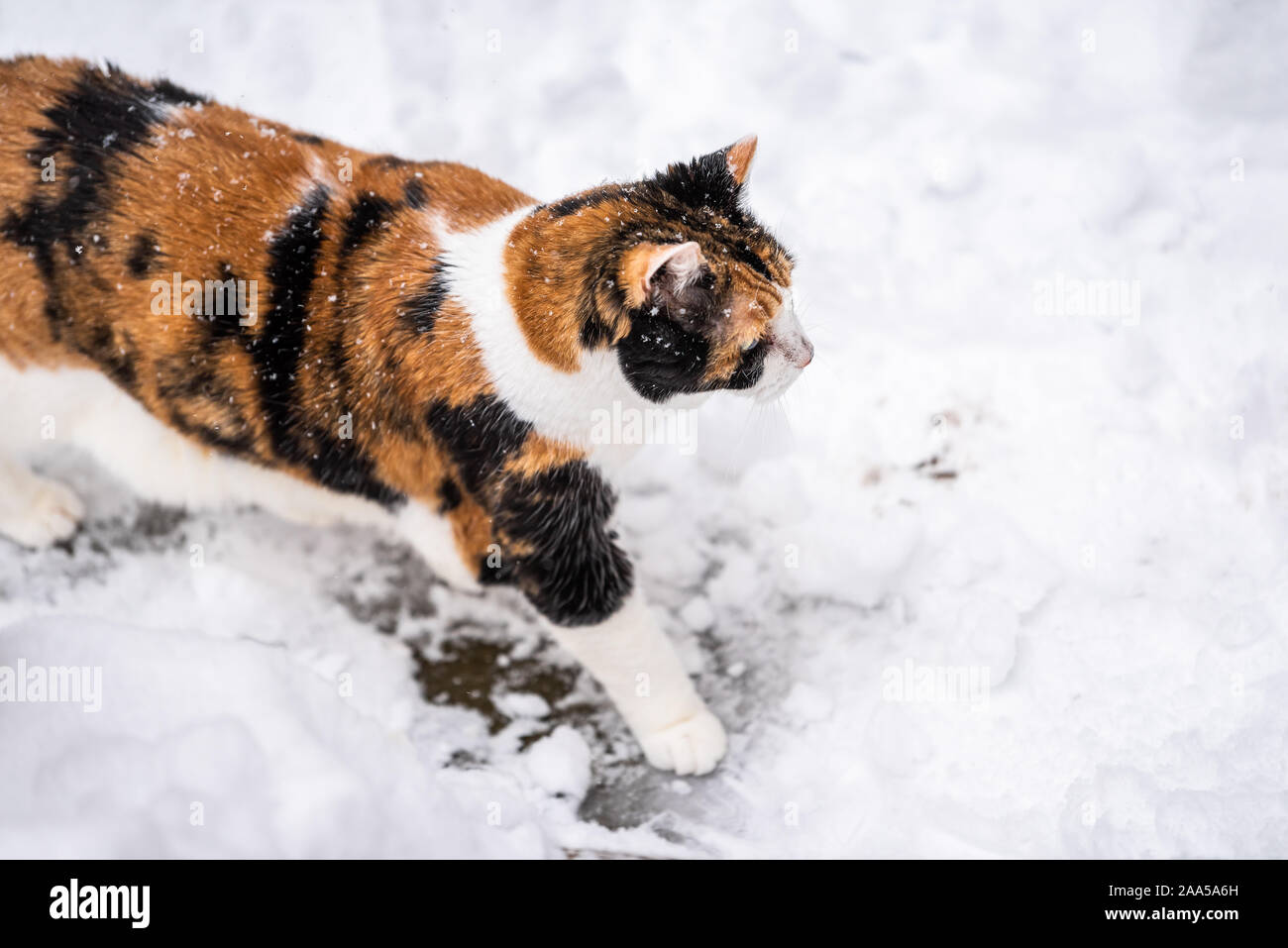 Closeup of cat kitty high angle calico outside in backyard during snow snowing snowstorm in garden walking on path curious exploring cold winter weath Stock Photo