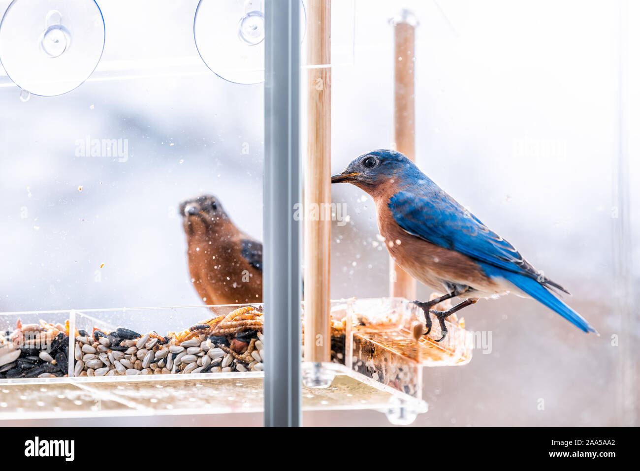 Closeup of two blue bluebirds birds sitting perching on plastic dirty