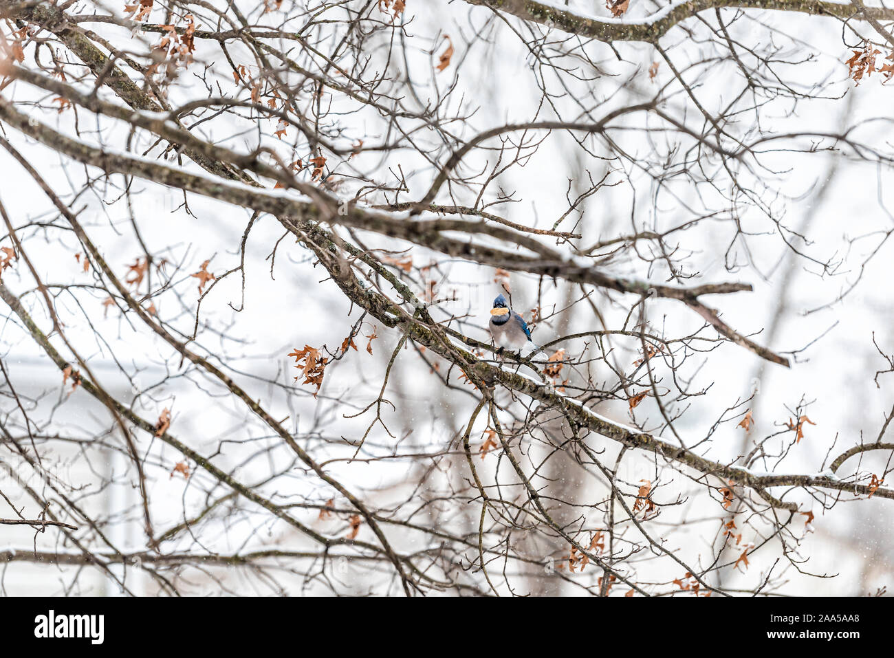 Blue jay, Cyanocitta cristata, one bird sitting perching on oak tree branch during winter covered in snow in Virginia holding eating peanut in shell Stock Photo