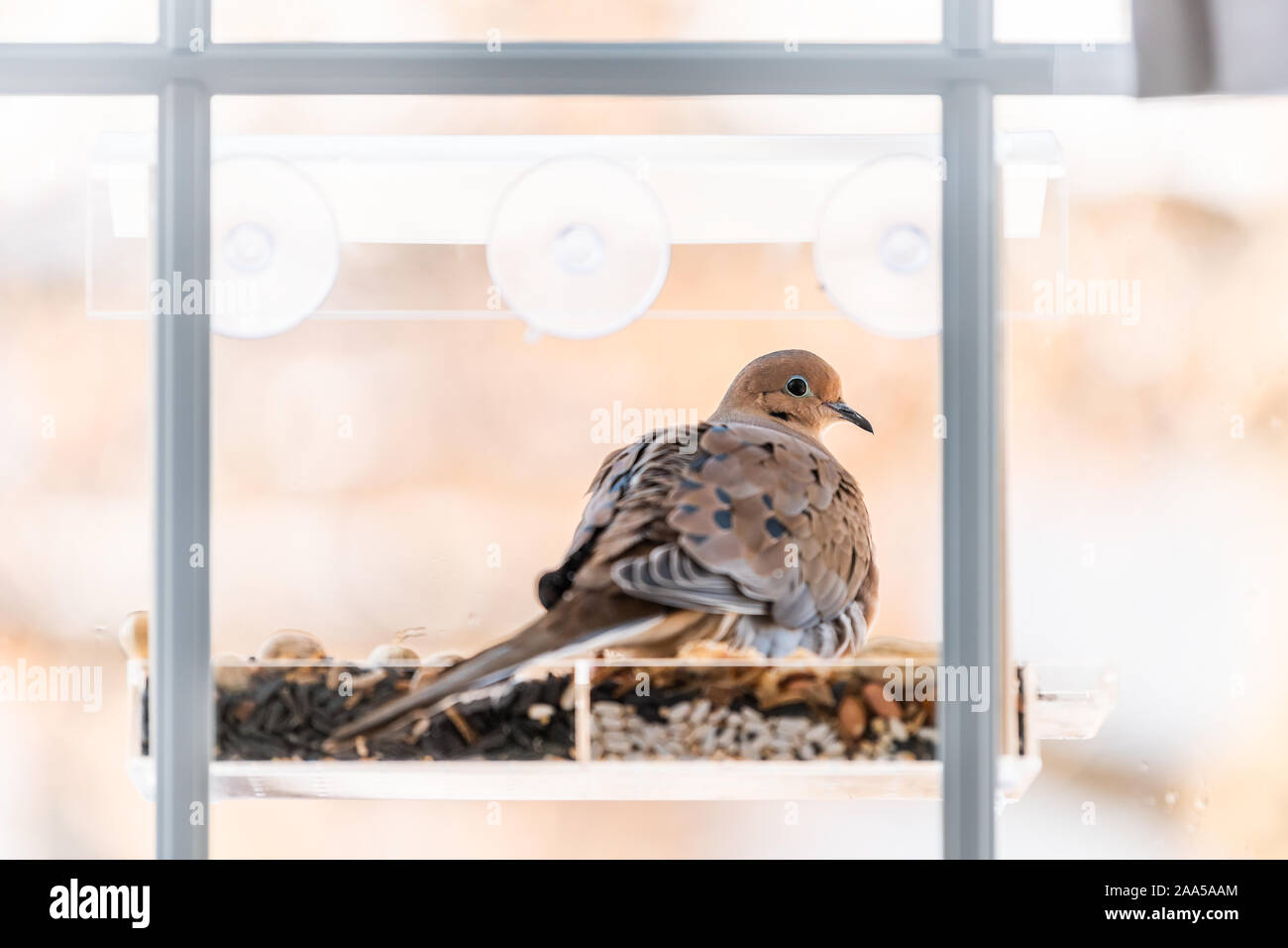 Mourning Dove Feeder Stock Photos Mourning Dove Feeder Stock