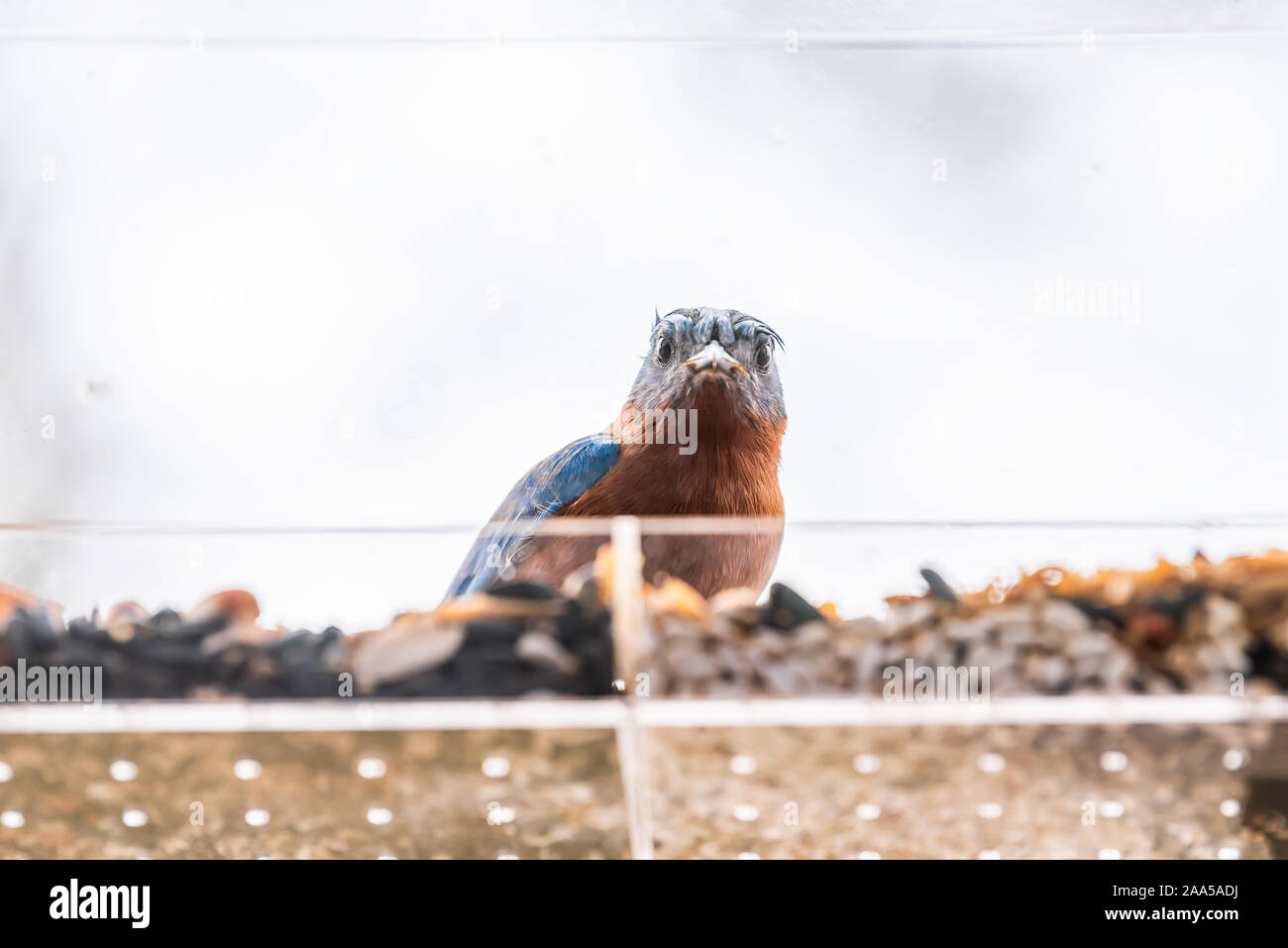 Dirty feeder hires stock photography and images Alamy