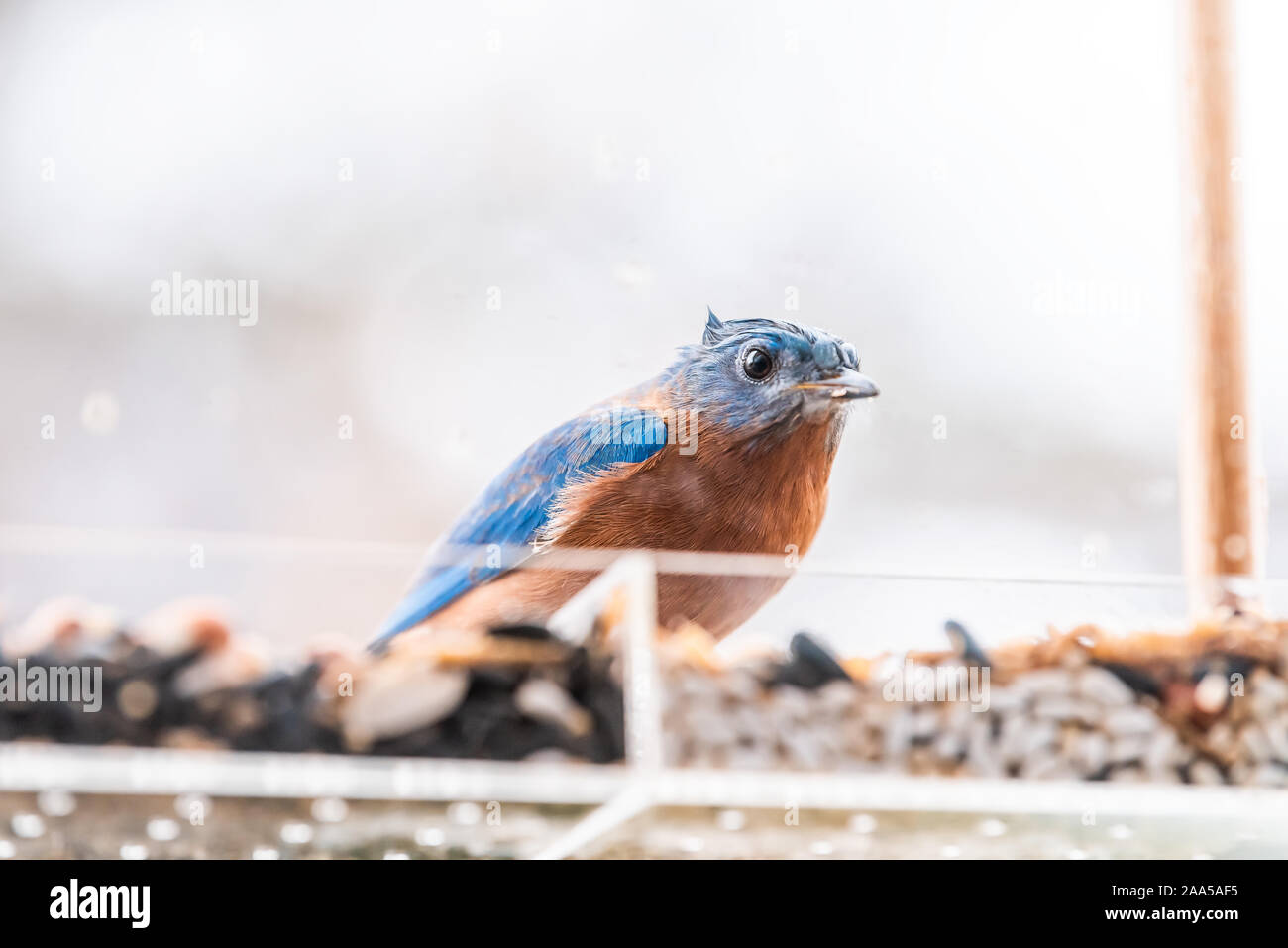 Dirty feeder hires stock photography and images Alamy