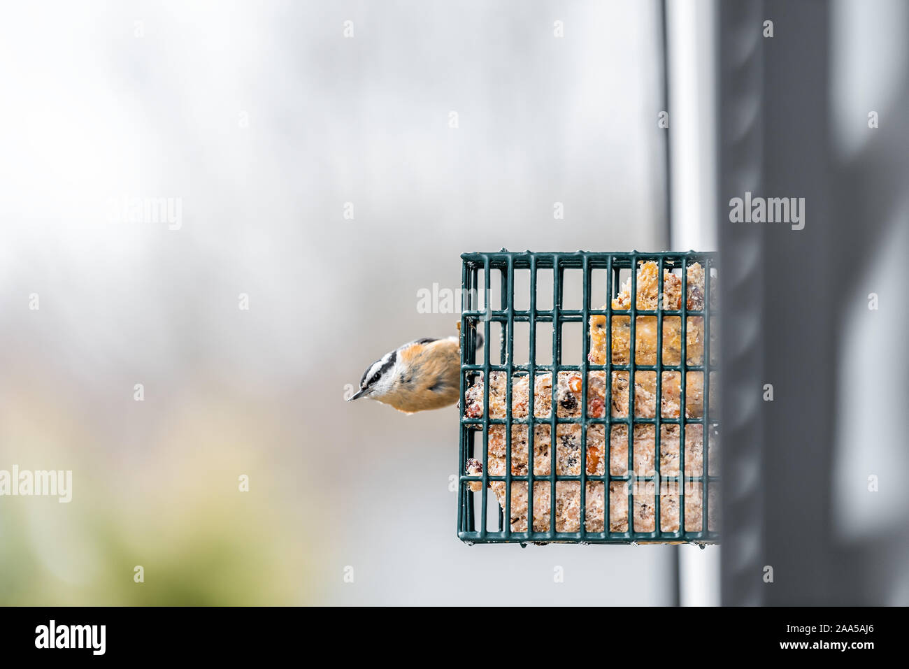 One Red Breasted Nuthatch Bird In Virginia Perching On Hanging