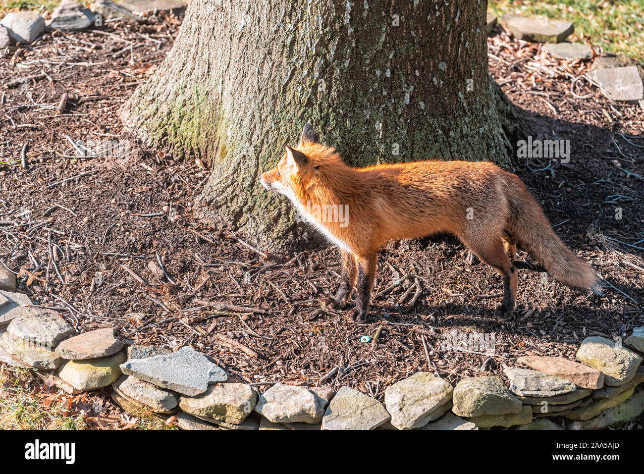 Closeup side of one wild eastern orange red fox in Virginia outside in