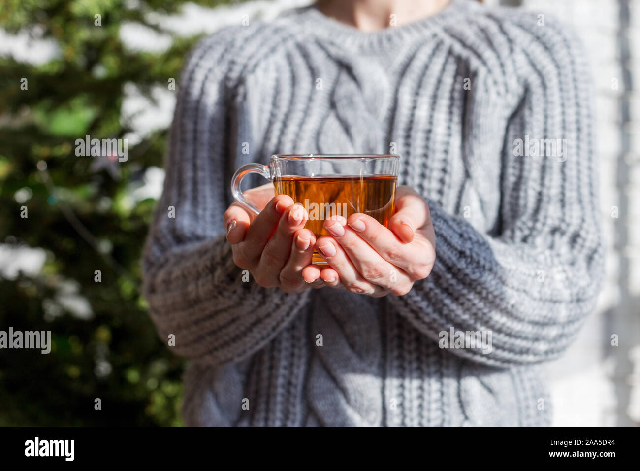 Tea cup in hands with Christmas tree at background. Young girl in gray sweater hold cup of tea Stock Photo