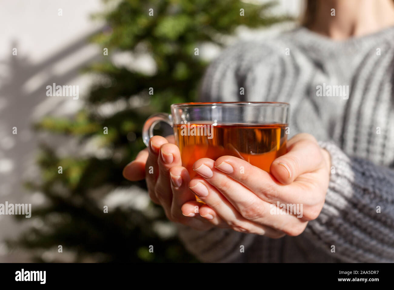 Tea cup in woman's hand with Christmas tree at background. Concept of Christmas homemade mood Stock Photo