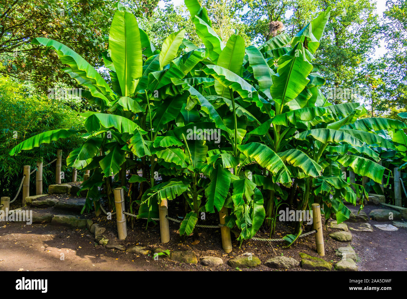 many banana plants in a tropical garden, nature and horticulture background Stock Photo