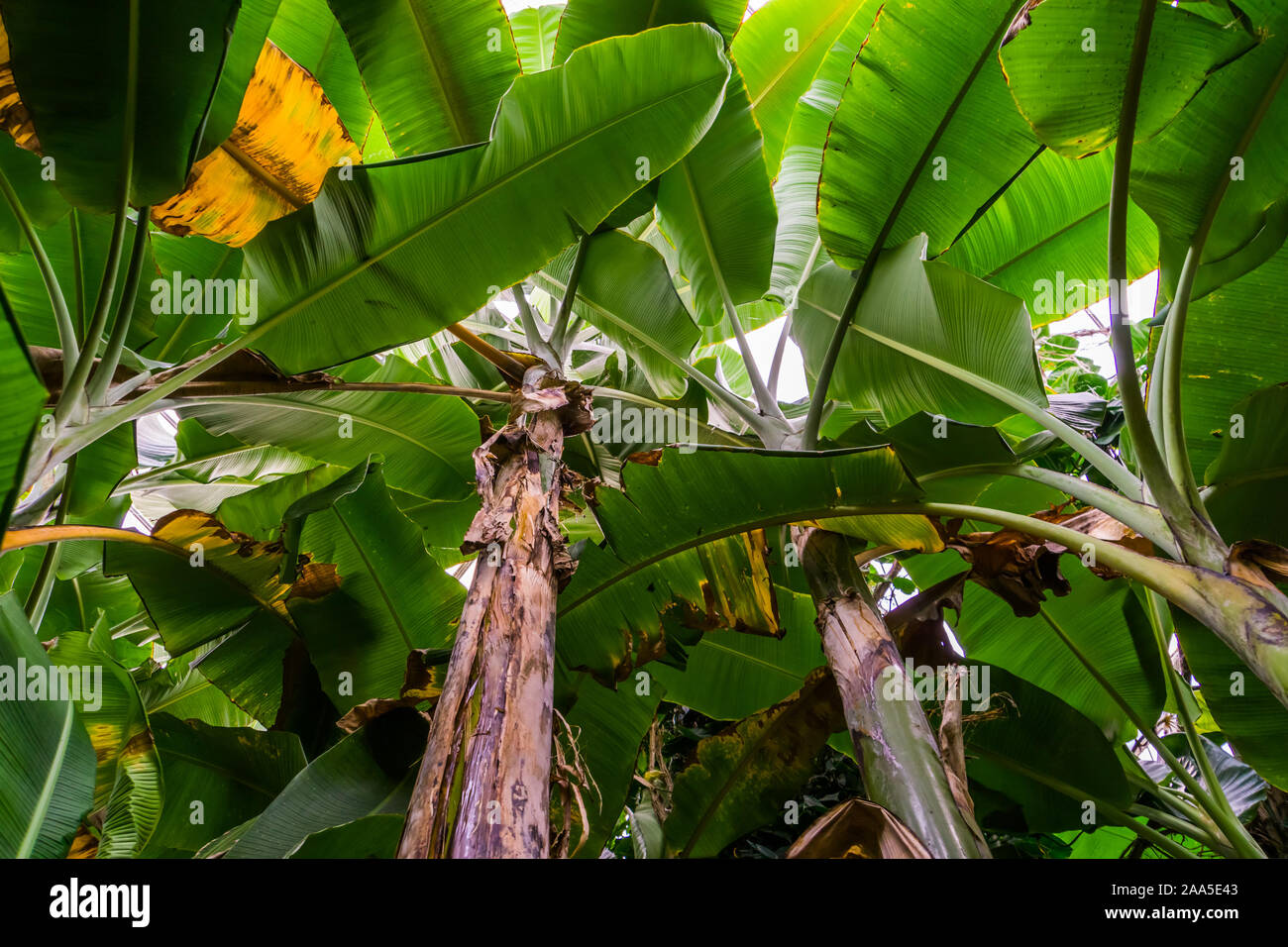sky view of many banana tree plants, tropical plant specie from Asia, nature and horticulture background Stock Photo