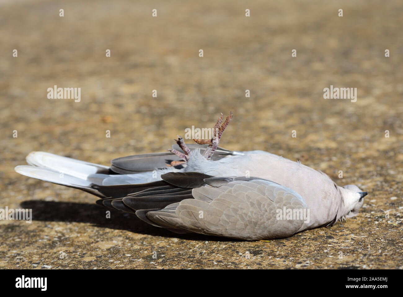 A dead pigeon lies in the sun on the ground on the back and stretches its feet upwards Stock Photo