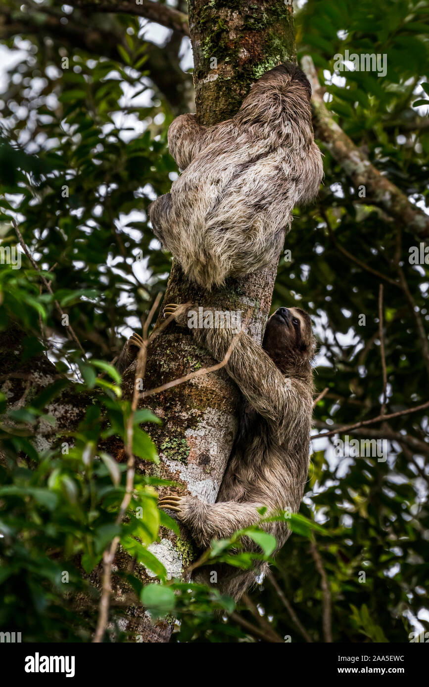 2 brown-throated three-toed sloths on the same tree male chasing female animal image taken in the rain forest of Panama Stock Photo