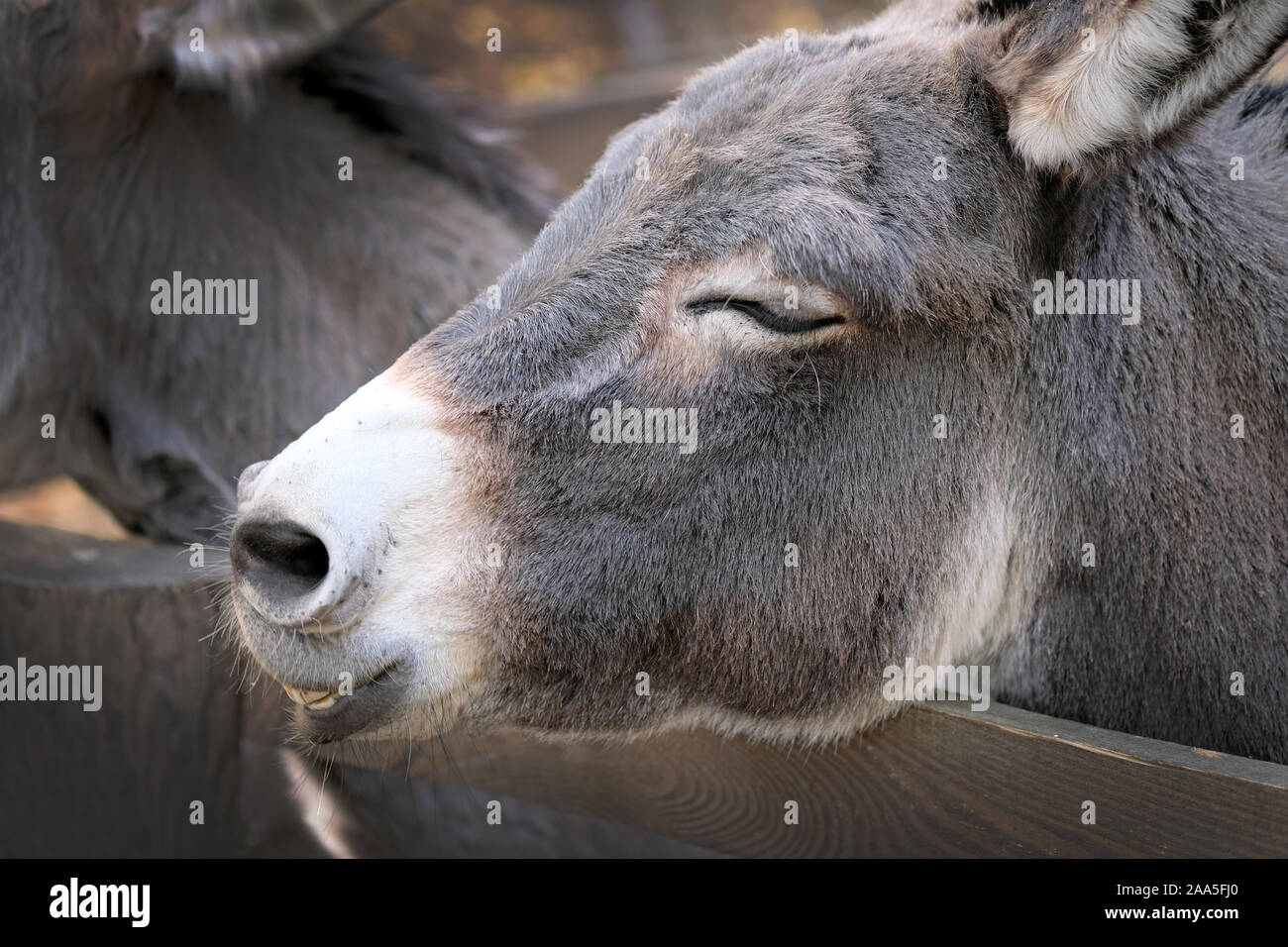 Burro close up hi-res stock photography and images - Alamy