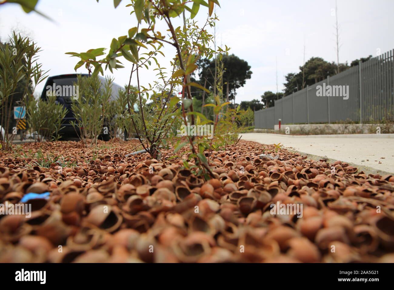 Peanut shells are scattered on the ground like mold. Hazelnut bark