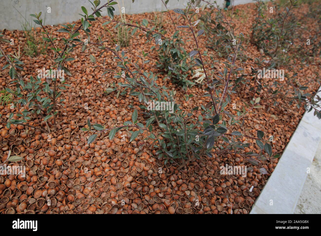 Peanut shells are scattered on the ground like mold. Hazelnut bark